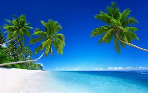 Wallpaper Green Palm Tree On White Sand Beach During Daytime