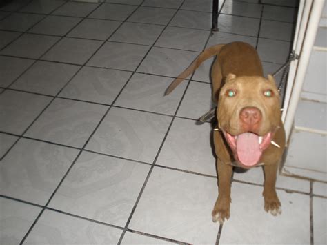 Lo Perros De Pelea Exelentes Compañeros Razasa De Perros De Pelea