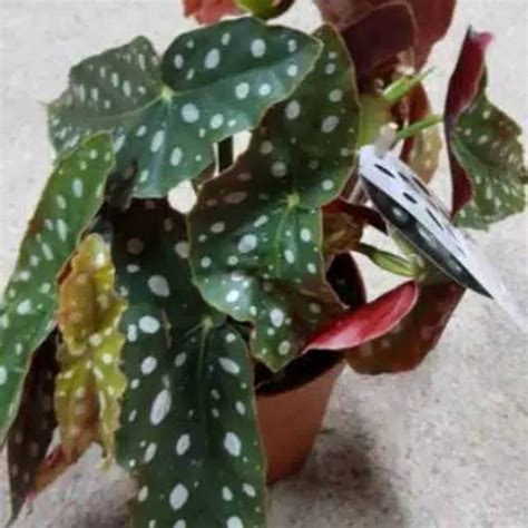 Jual TANAMAN HIAS BEGONIA MACULATA POLKADOT ANGEL WING DOT Shopee