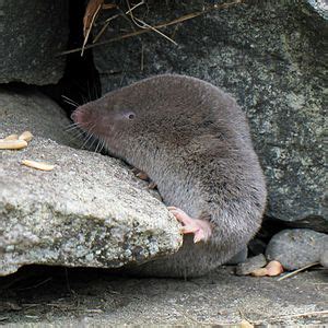 Northern short-tailed shrew Facts for Kids