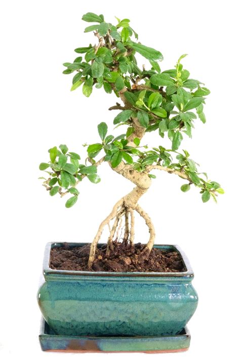 Outstanding Flowering Tea Tree Indoor Bonsai in Emerald Green Pot