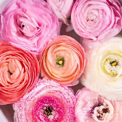 Ranunkel Pastel Mischung Ranunculus Kaufen Schnelle Lieferung Und