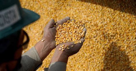 Consejo Internacional De Cereales Eleva Previsi N Para La Cosecha