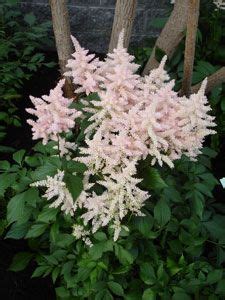 Astilbe Japonica Hybride Europa Frühe Prachtspiere Stauden