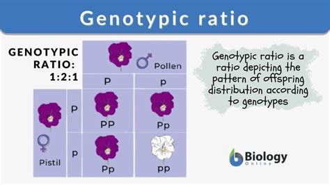 Genotypic Ratio Definition And Examples Biology Online Dictionary