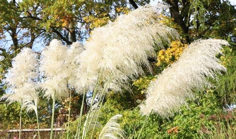 How To Kill Pampas Grass Storables