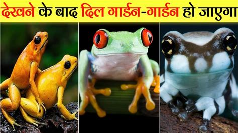 दुनिया के सबसे खूबसूरत मेंढक Most Beautiful Frogs In The World