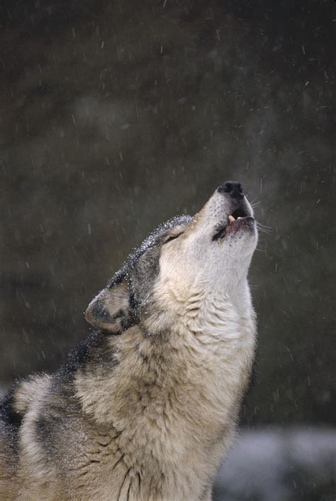 Timber Wolf Howling Close Photograph By Gerry Ellis Pixels