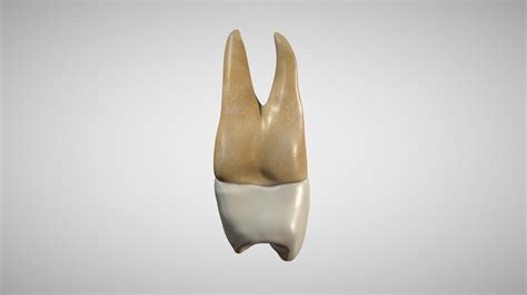 Maxillary First Premolar Buy Royalty Free D Model By Ebers A