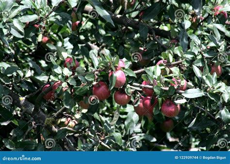 Apple Idared On A Branch Of A Tree Stock Photo Image Of Tree Sides