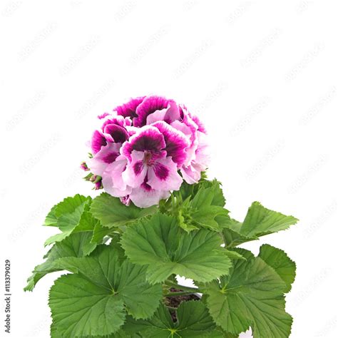 Edelpelargonie Pelargonium Stock Foto Adobe Stock