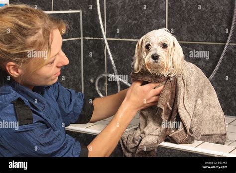 Maltese Dog Being Dried Stock Photo Alamy