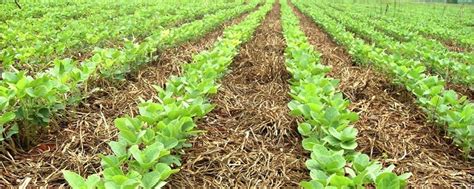 Plantas De Cobertura O Que S O E Como Auxiliam A Produ O Canal Agro