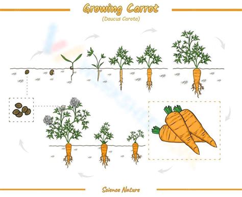 Growing Carrot Worksheet