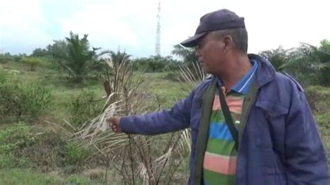 Usai Bentrok Dengan Warga Ratusan Tanaman Sawit Ptpn Ii Di Kabupaten