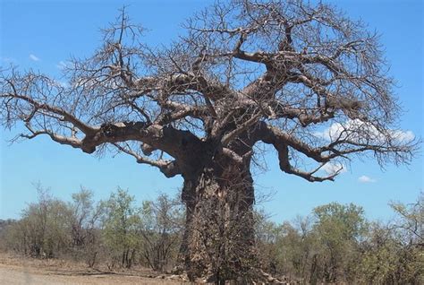 Kenapa Pohon Baobab Dianggap Sebagai Pohon Kehidupan AkuBacaAkuTahu