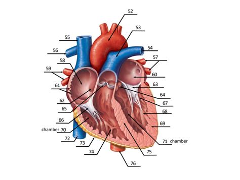 Frontal Section Of Heart Diagram Quizlet