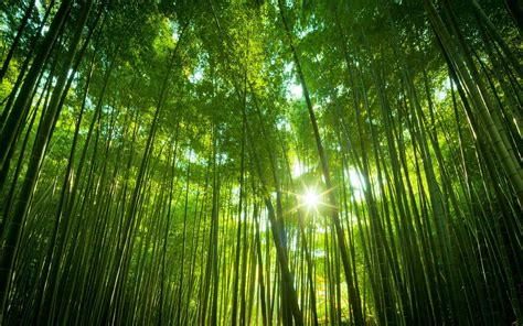 Japanese Forest Wallpapers Top Free Japanese Forest Backgrounds