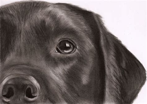 Black Labrador Drawing | Canine Art