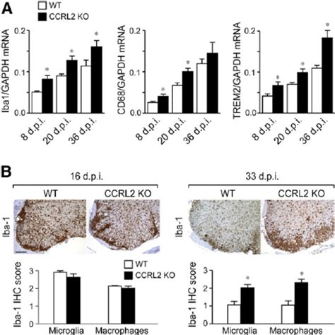 Ccrl Ko Mice Show Increased Microglia Macrophage Activation Markers