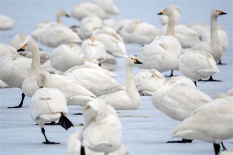 Discover the 8 Beautiful Types of Swans: An In-Depth Guide