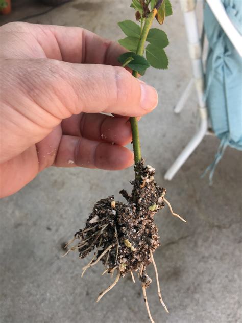 Rooting Rose Stems