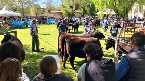 La Nacional De Primavera Se Realizar En Olavarr A