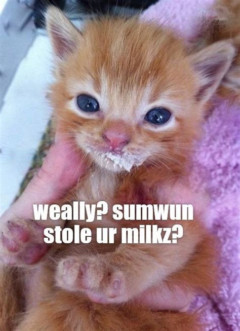 Top 25 Memes Of The Week Cheezburger Users Edition 146 Adorable