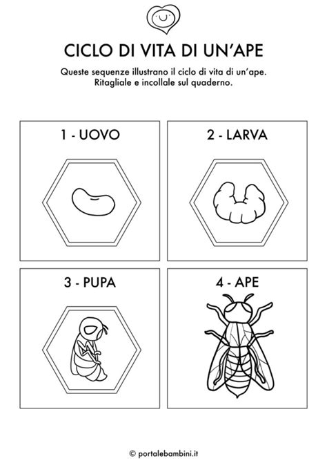 Ciclo Di Vita Di Un Ape Portalebambini It