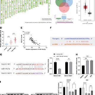 Nacc Activated The Akt Mtor Pathway In Oc Cells A B Rt Qpcr Was Used