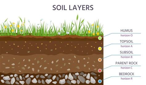 Humus Soil Is It Good For Your Garden Al Ardh Alkhadra