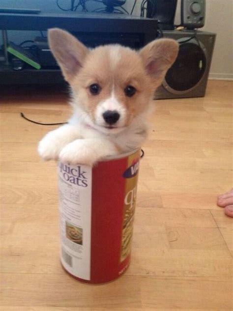 829 Best Images About The Cutest Corgi Puppy Pictures On Earth On