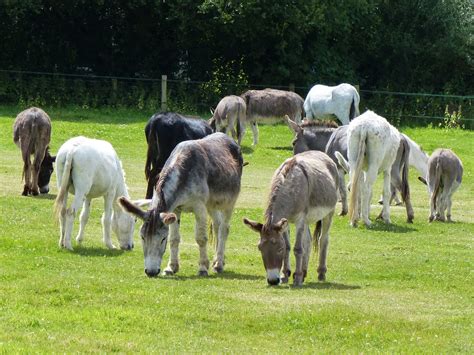 Island Farm Donkey Sanctuary - Where To Go With Kids