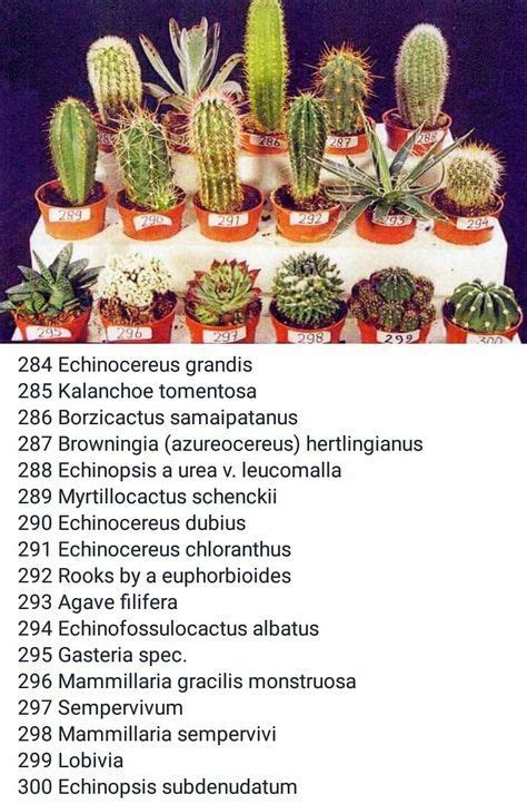 Types Of Cactus Chart