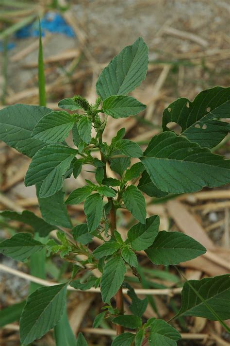 Amaranthus Spinosus Amaranthaceae