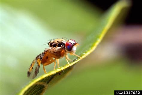 Mediterranean Fruit Fly Medfly Ceratitis Capitata Wiedemann 1824