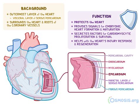 Visceral Layer Of Serous Pericardium Complete Anatomy