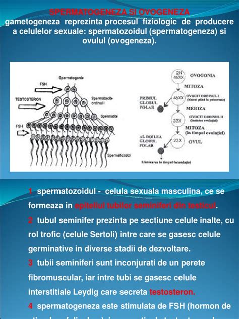 Spermatogeneza Si Ovogeneza | PDF