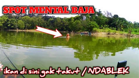 Mancing Nila Liar Umpan Lumut Ikan Di Sini Gak Ada Takutnya Mancing