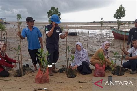 Pt Timah Dan Pokmas Se Bangka Barat Tanam Ratusan Bibit Mangrove Di