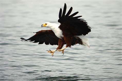 African Fish Eagle Malawi Types Of Eagles Eagle African