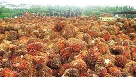 GoRiau Berikut Harga TBS Kelapa Sawit Petani Swadaya Di Riau Pekan Ini