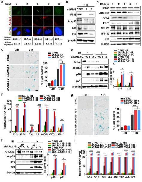 ARL3 Gene GeneCards ARL3 Protein ARL3 Antibody