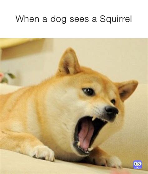 When a dog sees a Squirrel | @Meme_boy75 | Memes