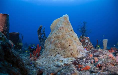 Australie La Grande barrière de corail est menacée par le phénomène