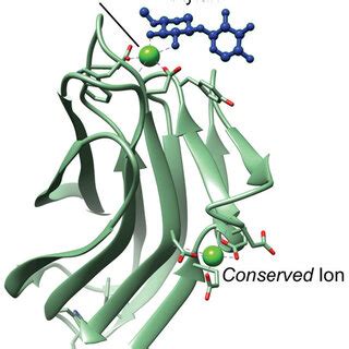 Overview Of The Cbm Structure Taken From Protein Data Bank Entry Id