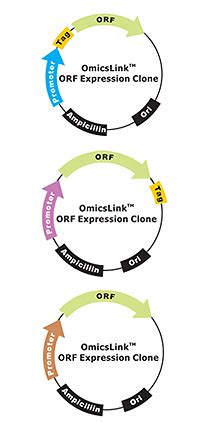 Orf Cdna Clones Genecopoeia