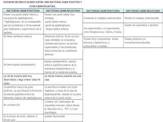 Clasificación de las bacterias microbiología PPT