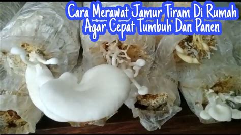 Cara Merawat Jamur Tiram Di Rumah Agar Cepat Tumbuh Dan Panen Youtube