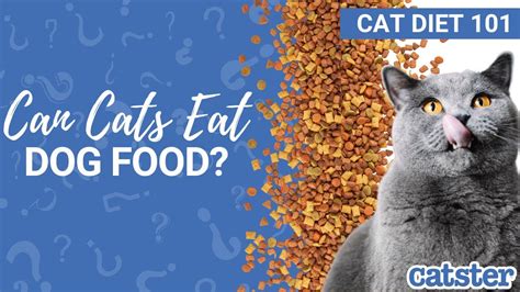 Can Cats Eat Dog Food Vet Explains Youtube